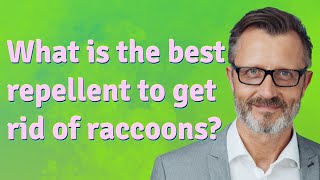 What is the best repellent to get rid of raccoons?
