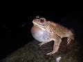 SUARA KATAK MEMANGGIL HUJAN KODOK