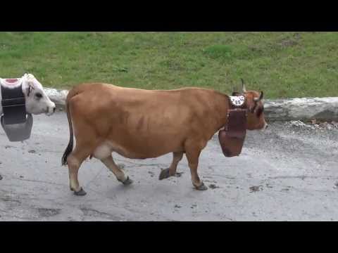 LA TRANSUMANZA A DEMONTE (CN) FIERA DI S. LUCA. 13 - 10 - 2013.