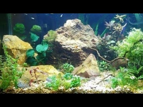 The Geology Basics to Aquascape Your Fish Tank For Free