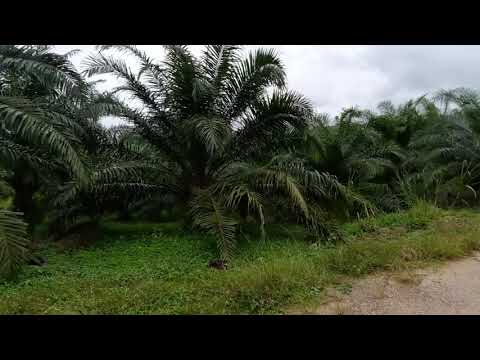 Over 111 Rai of Land with Large Palm Plantation for Sale in Ao Leuk, Krabi