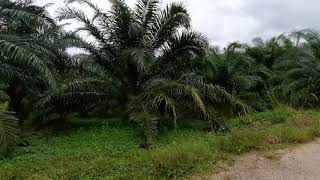Over 111 Rai of Land with Large Palm Plantation for Sale in Ao Leuk, Krabi