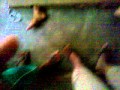 Sheetal Rockz