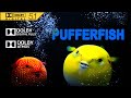 Pufferfish Short Film With Dolby Audio Dolby Vision Test 5 1 Surround Sound Soundbar