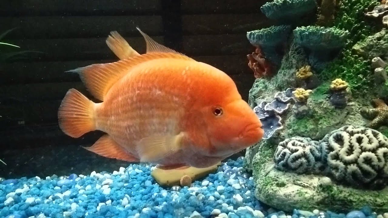 Red Devil Cichlid • Care Guide (Tank Setup, Mates & Diet)
