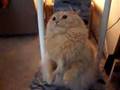 Orange Cat Attack