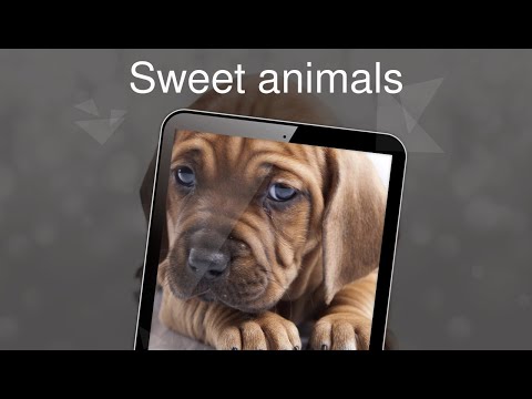 Motorbike wallpapers 4k Video