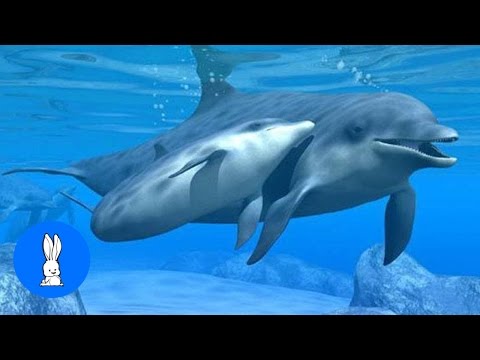 Wild Dolphins Swimming in HD Compilation