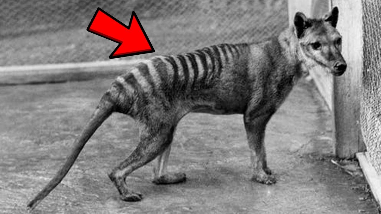 9 Animale Crezute Disparute Care Inca Traiesc