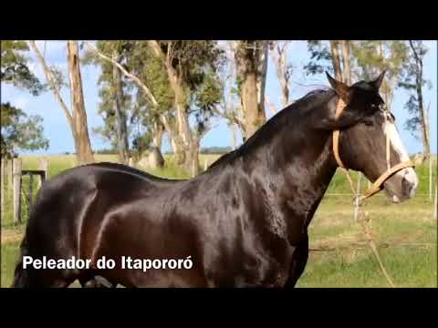 Cavalo Crioulo - Peleador do Itapororó