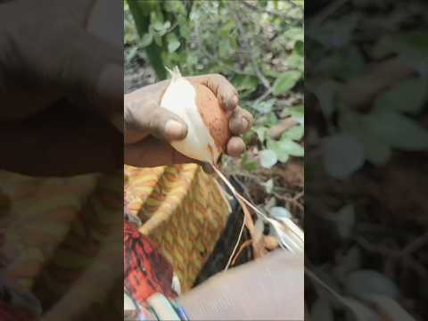"Forest Life Struggle: Woman Harvests and Eats Wild Root Fruit After Hard Work #shorts 🌱🍽️"