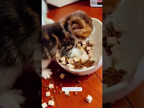 #Cats #Dogs # Puppies