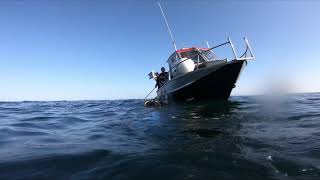 Normandie - Plongée en Manche - Le Havre 13 septembre 2020