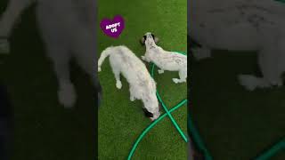 These Adorable sweet puppies still to find their forever homes or home. These Adorable sweet puppies still to find their forever homes or home.