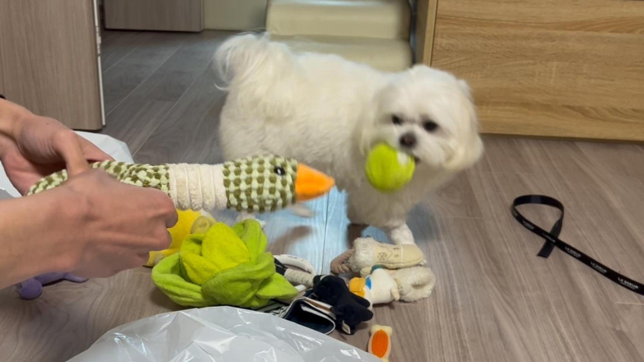 潔く断捨離する犬