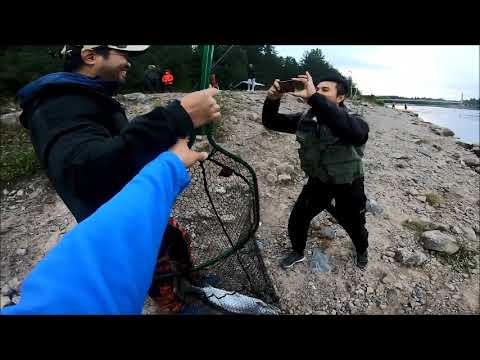 ตกปลาได้ แบ่งปันหัวปลาซาม่อลให้กับคนงานที่มาเก็บผลไม้ที่ boden lax