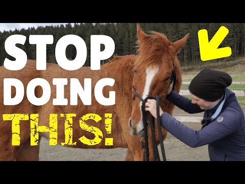 How to deal with a PUSHY horse
