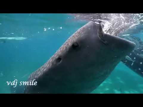 Alice Deejay - Better Off Alone (Tommer Mizrahi 2018 Remix)