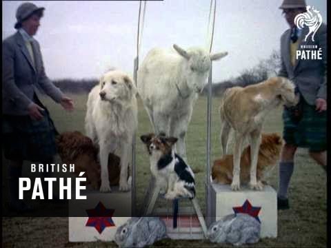 Perros traviesos (1956)