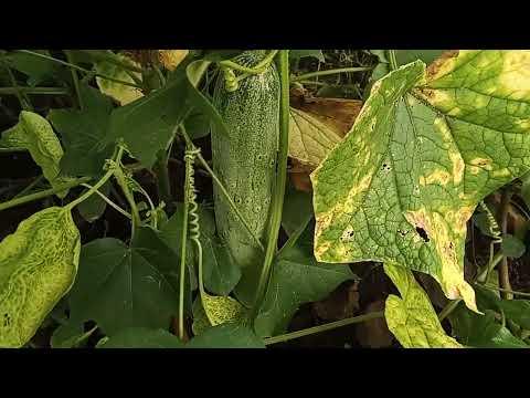 Osm Fruit | Chibada Farming | D2 Nature #farming #nature