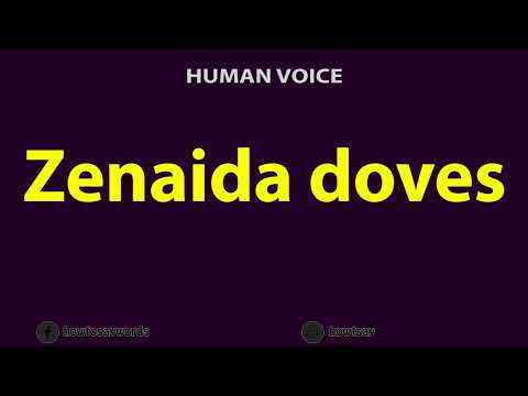 How To Pronounce Zenaida doves