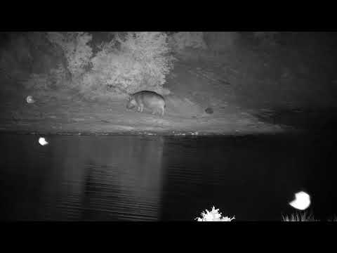 Djuma: Hippo gets active with barrel rolls before leaving the dam - 02:43 - 10/31/2022