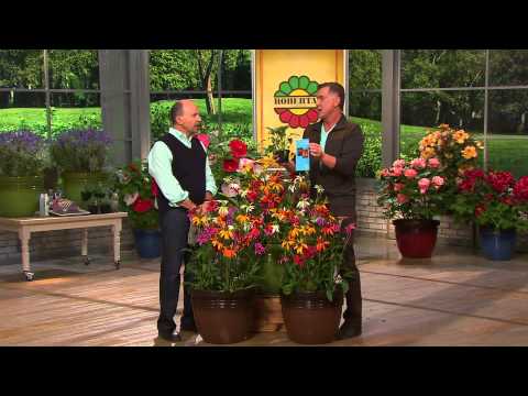 Roberta's 6-pc. Color Full Cheyenne Spirit Echinacea with Dan Wheeler