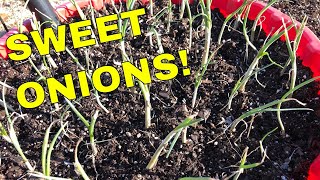 GROWING ONIONS IN CONTAINERS 🌱 MAKE 