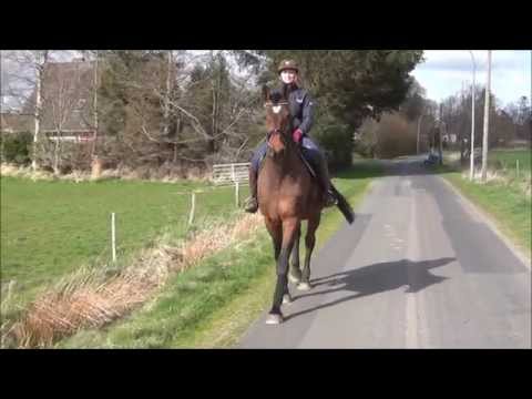 "Cormint" Holsteiner Wallach zum Verkauf