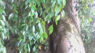 preview picture of video 'Pohon Mangga Mamasa - To' Pao Pohon Mangga Berumur Ratusan Tahun'