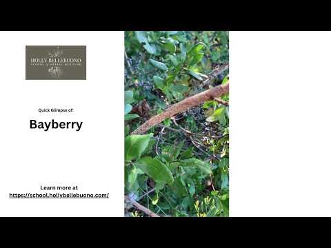 Video: Bayberry