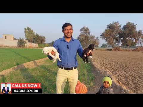 Dog phobia and rabies ocd || Rabies, Causes, SIgn and Symptoms, Diagnosis and Treatment.