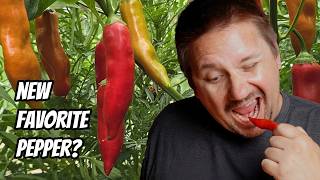 What Happens When I Eat This Chili Pepper?