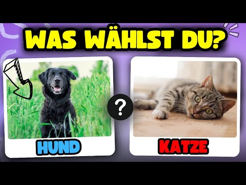 ENTWEDER ODER Quiz 🐶🐱🧠 Allgemeinwissen Quiz 2026
