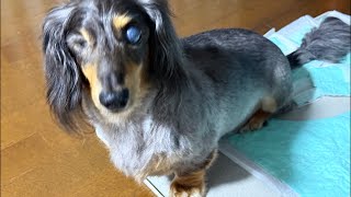 多分おやつが届いた🐶 | 作業や勉強、睡眠のおともに | 犬のいる暮らし