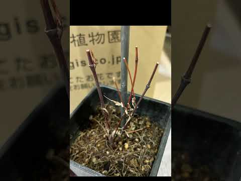 園芸 大きな花びらのクレマチス