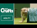 Heartwarming Rescue Dog Agility | ​Crufts 2020