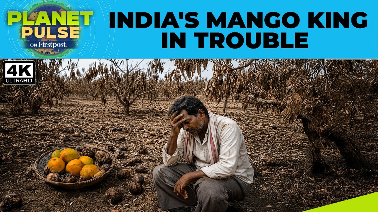 90% Crop Loss: What's Happening To India's 'King' Alphonso Mangoes? | Planet Pulse | N18G