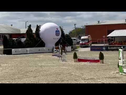 Claud (Falaise de Muse x Action Breaker) 2023/05/03 ZR Olsza- 110 cm I SPRZEDANY / SOLD