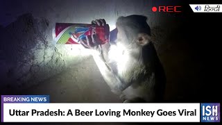 Uttar Pradesh: A Beer Loving Monkey Goes Viral