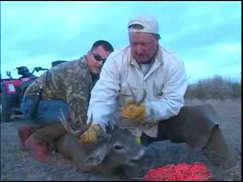 A Buck Tagged and Released
