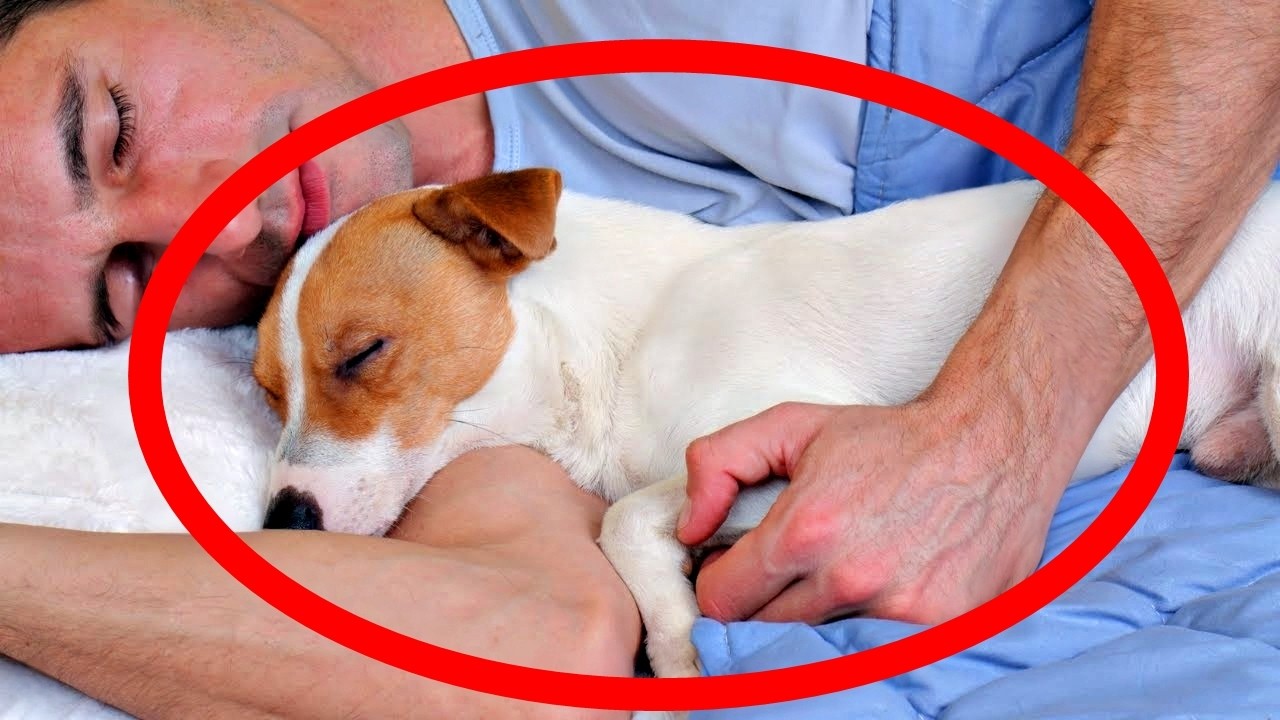 If You Sleep with Your Dog Each Night, THIS Will Happen 🔥