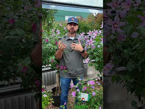 Rose of Sharon:Tough, Blooming, and Gorgeous