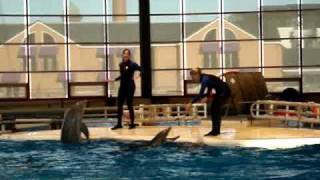 preview picture of video 'Dolphin Show - My Baltimore Trip'