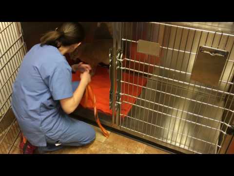 22025278 Hilal Dietrich SKill#9 Remove feline from Lower cage