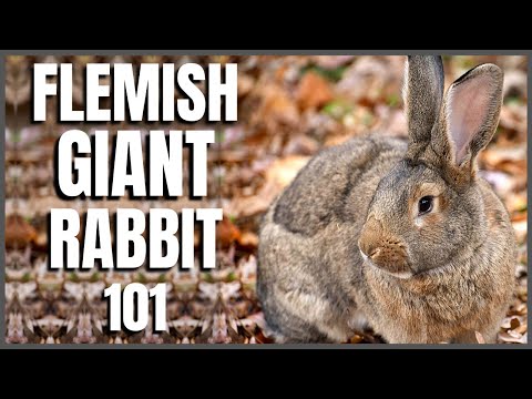 , title : 'Flemish Giant Rabbit 101'