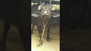 big buffalo sound video #village #baffalo #animalsounds #animals #animals #cute