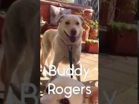 Buddy Rogers, an adopted Labrador Retriever & Golden Retriever Mix in Pasadena, CA_image-1