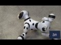 Zoomer The Dog 2013 New York Toy Fair The Toy Spy