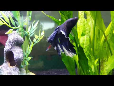 Halfmoon Betta And Neon Tetras In A Planted Tank